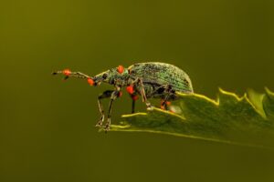 significato del sognare insetti