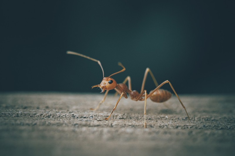 significato sognare formiche