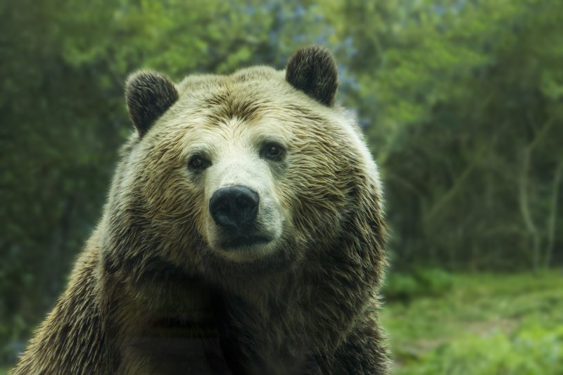 significato di sognare un orso o orsi