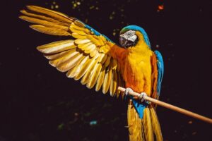 significato sognare pappagalli