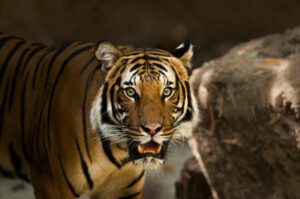 significato di sognare una tigre