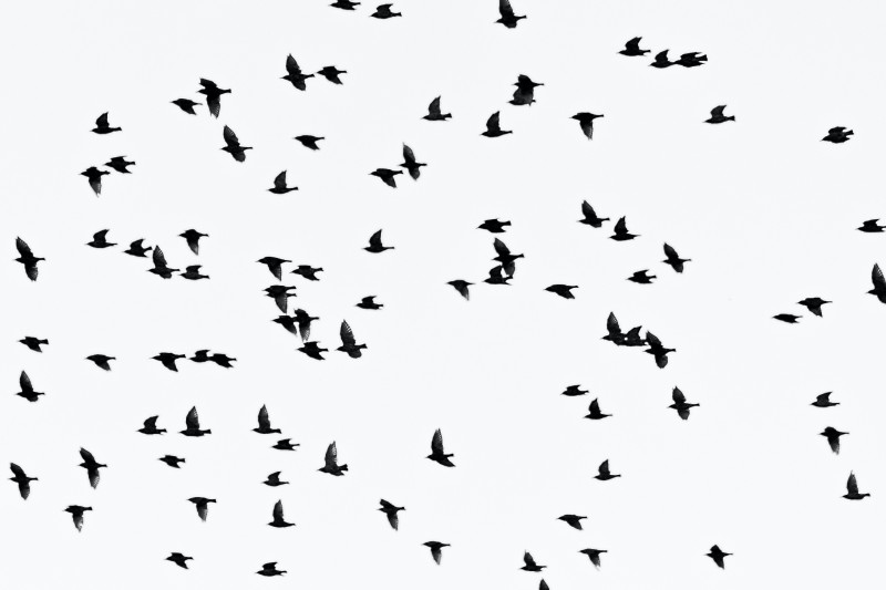 significato di sognare uccelli